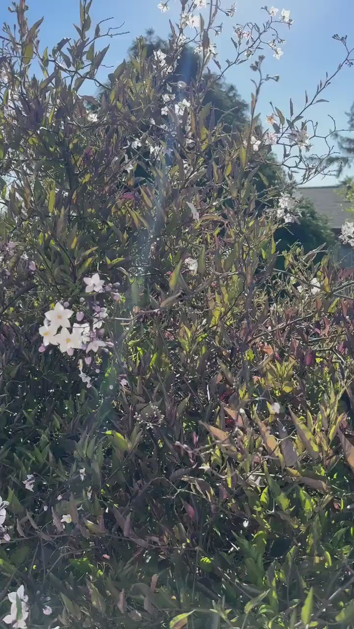 Abalone Earrings, Boho Earrings, Hoop Earrings Gold, Nature Lover Gift, Best Friend Birthday Gift, Sweet 16 Gift, Stocking Stuffers for Mom